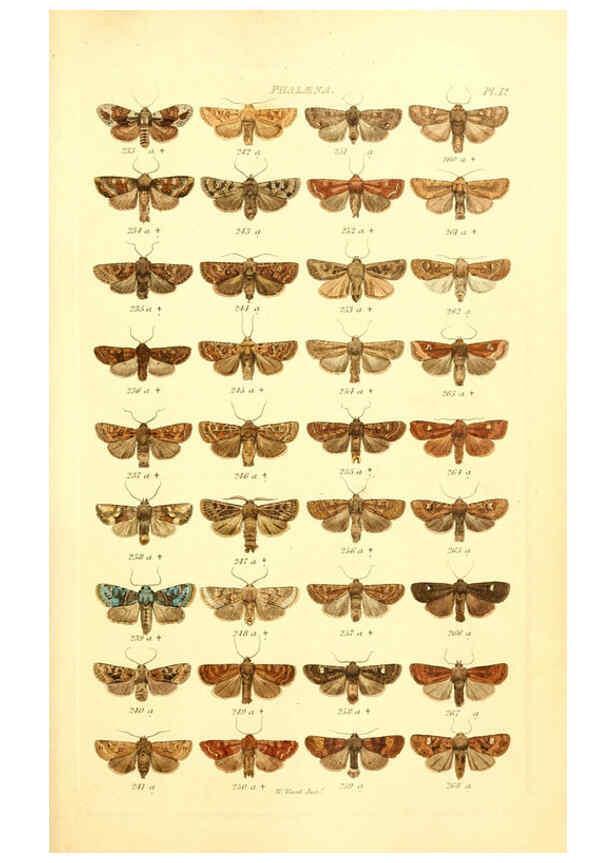 Reproducción/Reproduction 6055590181: Index entomologicus London :William Wood,1839