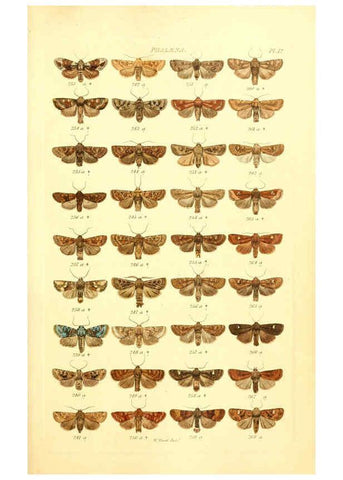Reproducción/Reproduction 6055590181: Index entomologicus London :William Wood,1839