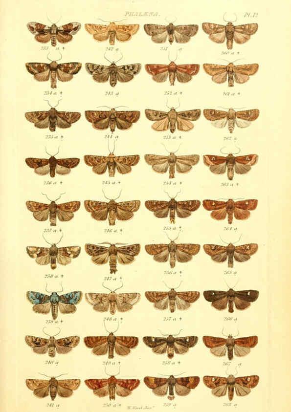 Reproducción/Reproduction 6055590181: Index entomologicus London :William Wood,1839