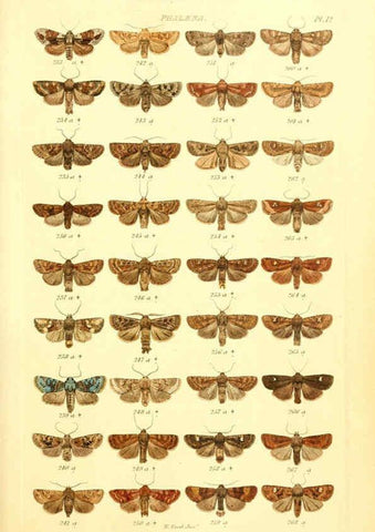 Reproducción/Reproduction 6055590181: Index entomologicus London :William Wood,1839