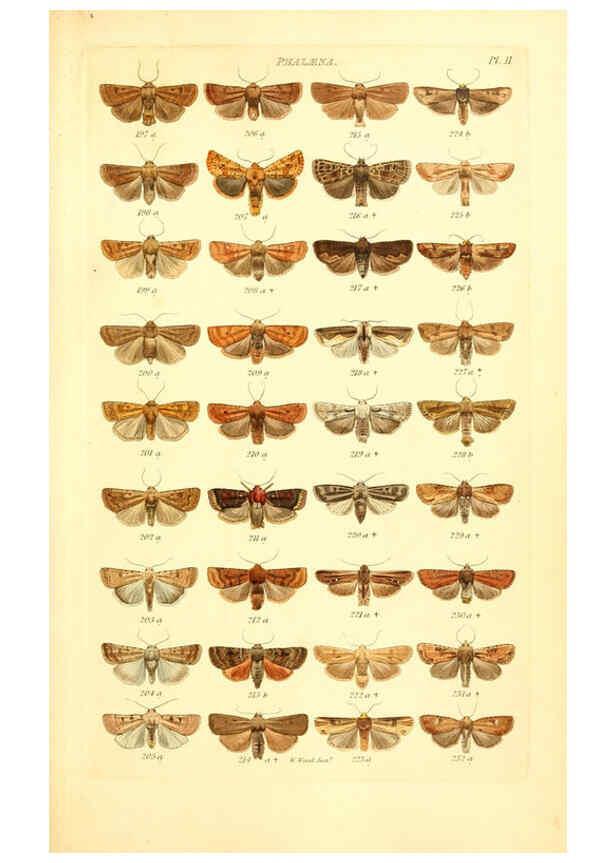 Reproducción/Reproduction 6056136226: Index entomologicus London :William Wood,1839