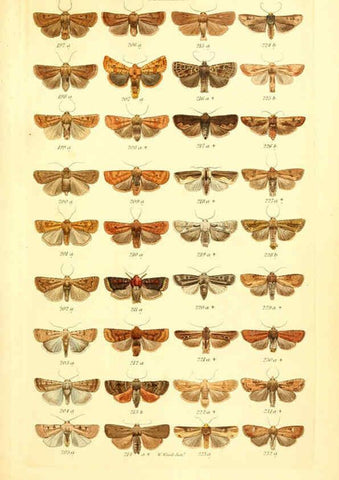 Reproducción/Reproduction 6056136226: Index entomologicus London :William Wood,1839