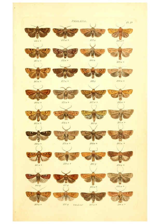 Reproducción/Reproduction 6055589685: Index entomologicus London :William Wood,1839