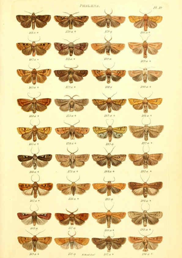 Reproducción/Reproduction 6055589685: Index entomologicus London :William Wood,1839