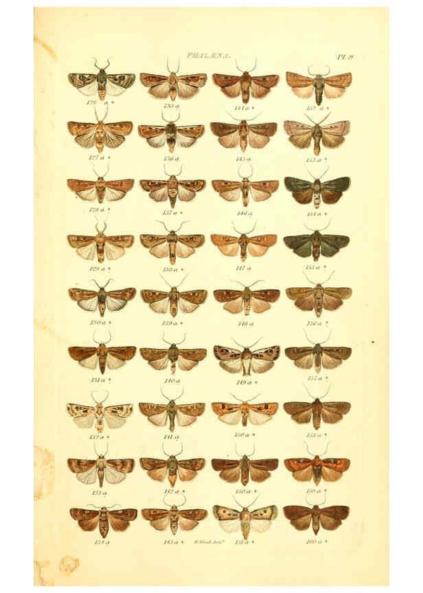 Reproducción/Reproduction 6055589399: Index entomologicus London :William Wood,1839