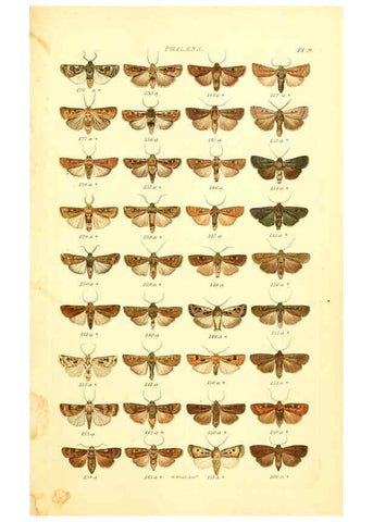 Reproducción/Reproduction 6055589399: Index entomologicus London :William Wood,1839