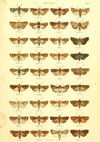 Reproducción/Reproduction 6055589399: Index entomologicus London :William Wood,1839