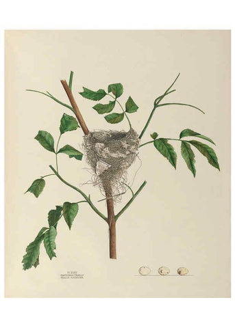 Reproducción/Reproduction 6055541717: Illustrations of the nests and eggs of birds of Ohio. v.1. Circleville, Ohio, U.S.A. :[s.n.],1886 