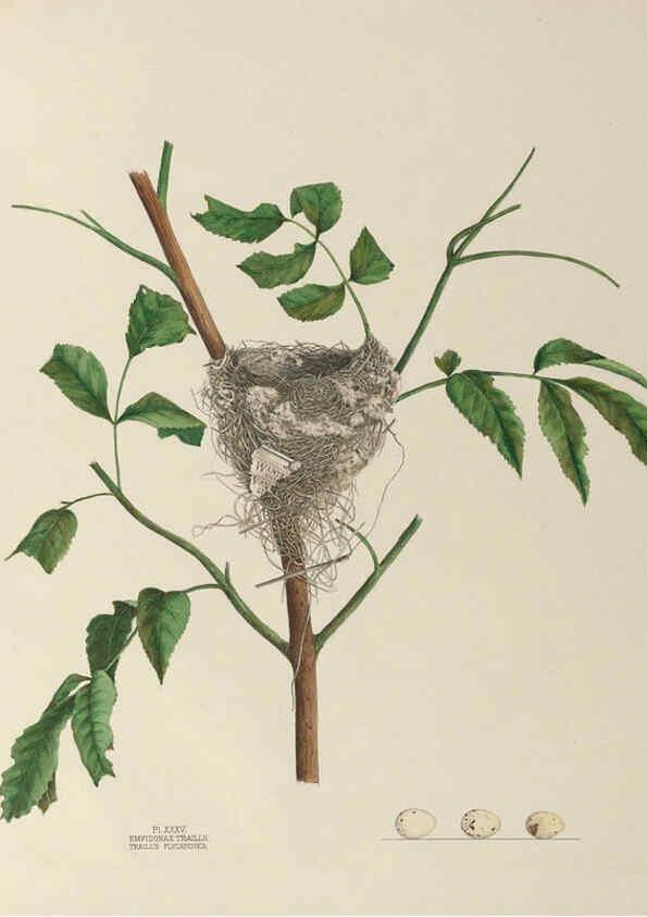 Reproducción/Reproduction 6055541717: Illustrations of the nests and eggs of birds of Ohio. v.1. Circleville, Ohio, U.S.A. :[s.n.],1886 