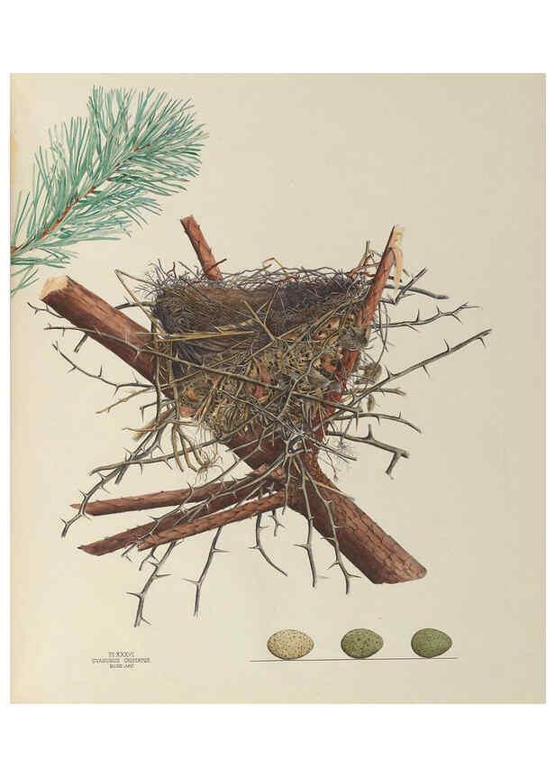 Reproducción/Reproduction 6056088858: Illustrations of the nests and eggs of birds of Ohio. v.1. Circleville, Ohio, U.S.A. :[s.n.],1886 