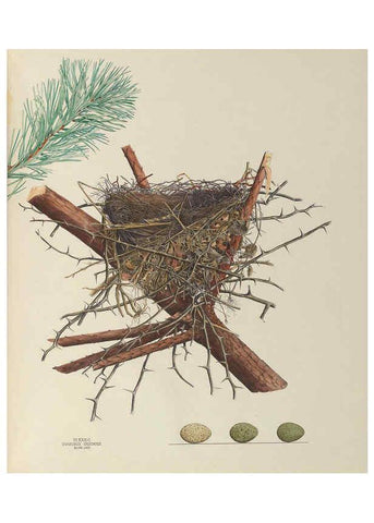Reproducción/Reproduction 6056088858: Illustrations of the nests and eggs of birds of Ohio. v.1. Circleville, Ohio, U.S.A. :[s.n.],1886 