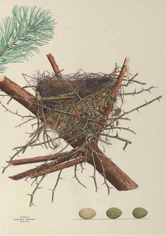 Reproducción/Reproduction 6056088858: Illustrations of the nests and eggs of birds of Ohio. v.1. Circleville, Ohio, U.S.A. :[s.n.],1886 