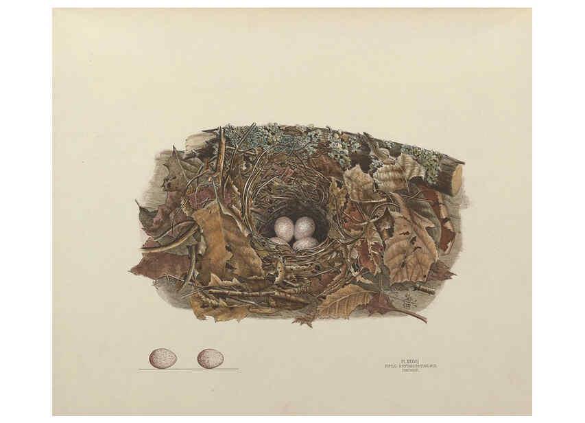 Reproducción/Reproduction 6055542039: Illustrations of the nests and eggs of birds of Ohio. v.1. Circleville, Ohio, U.S.A. :[s.n.],1886 