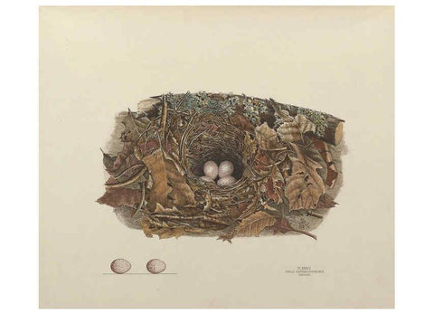 Reproducción/Reproduction 6055542039: Illustrations of the nests and eggs of birds of Ohio. v.1. Circleville, Ohio, U.S.A. :[s.n.],1886 
