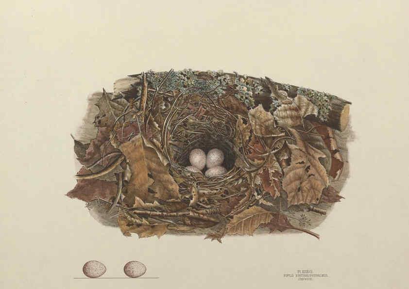Reproducción/Reproduction 6055542039: Illustrations of the nests and eggs of birds of Ohio. v.1. Circleville, Ohio, U.S.A. :[s.n.],1886 