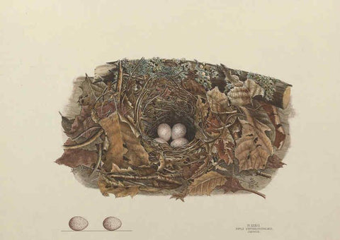Reproducción/Reproduction 6055542039: Illustrations of the nests and eggs of birds of Ohio. v.1. Circleville, Ohio, U.S.A. :[s.n.],1886 
