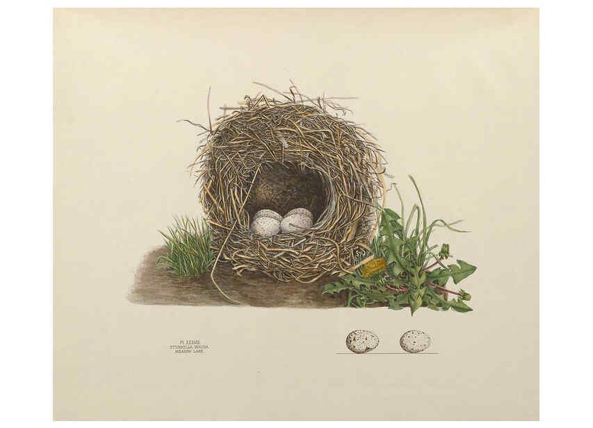 Reproducción/Reproduction 6055542335: Illustrations of the nests and eggs of birds of Ohio. v.1. Circleville, Ohio, U.S.A. :[s.n.],1886 