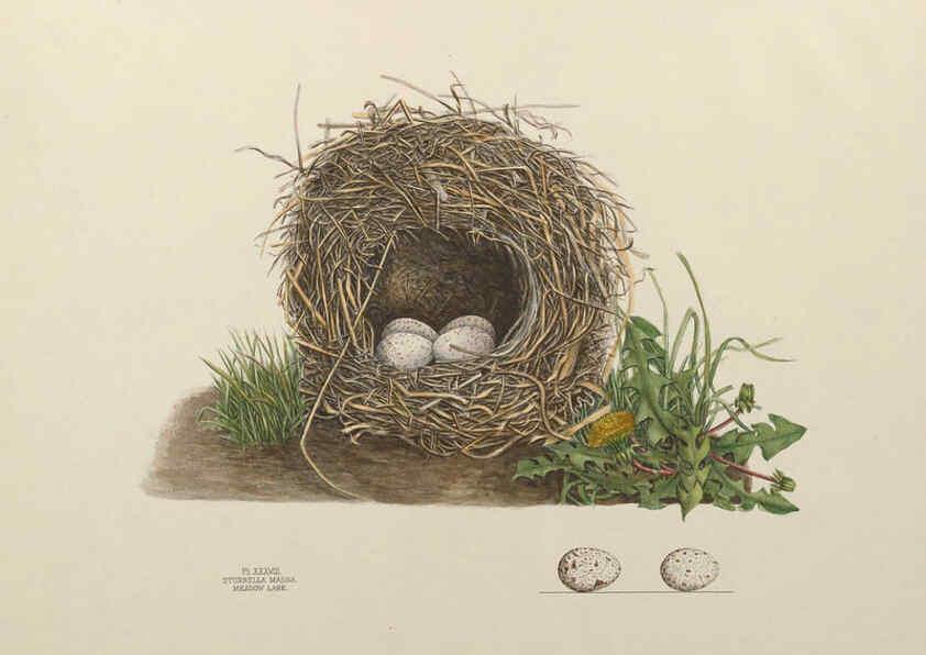 Reproducción/Reproduction 6055542335: Illustrations of the nests and eggs of birds of Ohio. v.1. Circleville, Ohio, U.S.A. :[s.n.],1886 