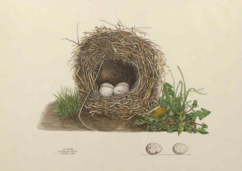 Reproducción/Reproduction 6055542335: Illustrations of the nests and eggs of birds of Ohio. v.1. Circleville, Ohio, U.S.A. :[s.n.],1886 