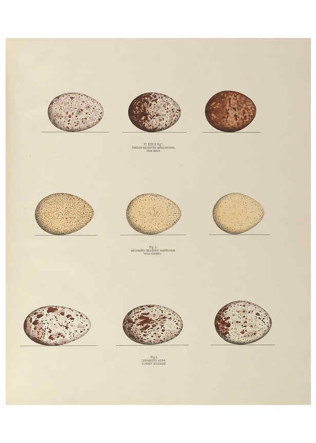 Reproducción/Reproduction 6055542551: Illustrations of the nests and eggs of birds of Ohio. v.1. Circleville, Ohio, U.S.A. :[s.n.],1886 