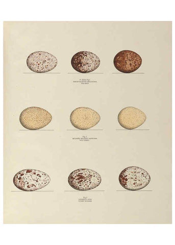 Reproducción/Reproduction 6055542551: Illustrations of the nests and eggs of birds of Ohio. v.1. Circleville, Ohio, U.S.A. :[s.n.],1886 