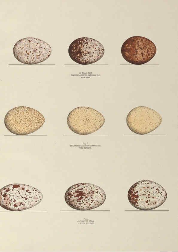 Reproducción/Reproduction 6055542551: Illustrations of the nests and eggs of birds of Ohio. v.1. Circleville, Ohio, U.S.A. :[s.n.],1886 