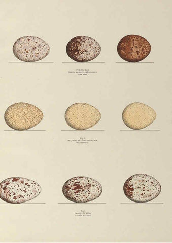 Reproducción/Reproduction 6055542551: Illustrations of the nests and eggs of birds of Ohio. v.1. Circleville, Ohio, U.S.A. :[s.n.],1886 