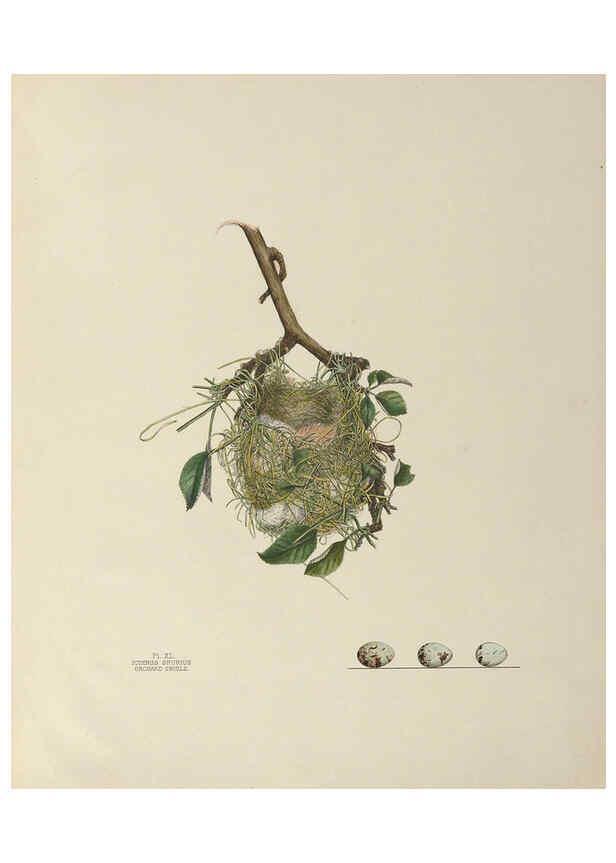 Reproducción/Reproduction 6056089668: Illustrations of the nests and eggs of birds of Ohio. v.1. Circleville, Ohio, U.S.A. :[s.n.],1886 