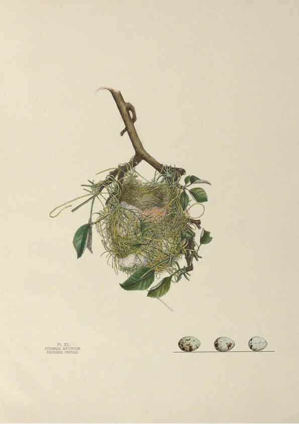 Reproducción/Reproduction 6056089668: Illustrations of the nests and eggs of birds of Ohio. v.1. Circleville, Ohio, U.S.A. :[s.n.],1886 