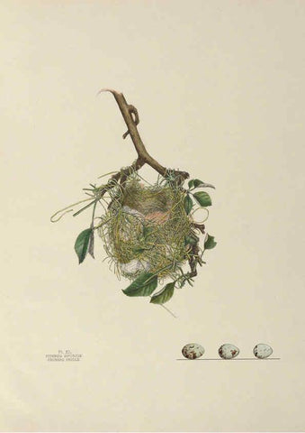 Reproducción/Reproduction 6056089668: Illustrations of the nests and eggs of birds of Ohio. v.1. Circleville, Ohio, U.S.A. :[s.n.],1886 