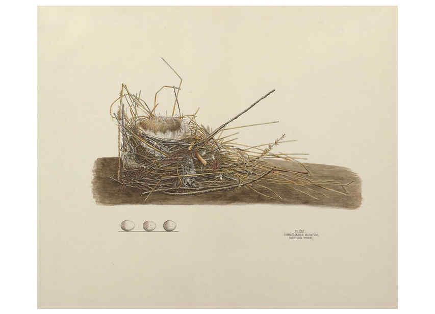 Reproducción/Reproduction 6056090022: Illustrations of the nests and eggs of birds of Ohio. v.1. Circleville, Ohio, U.S.A. :[s.n.],1886 