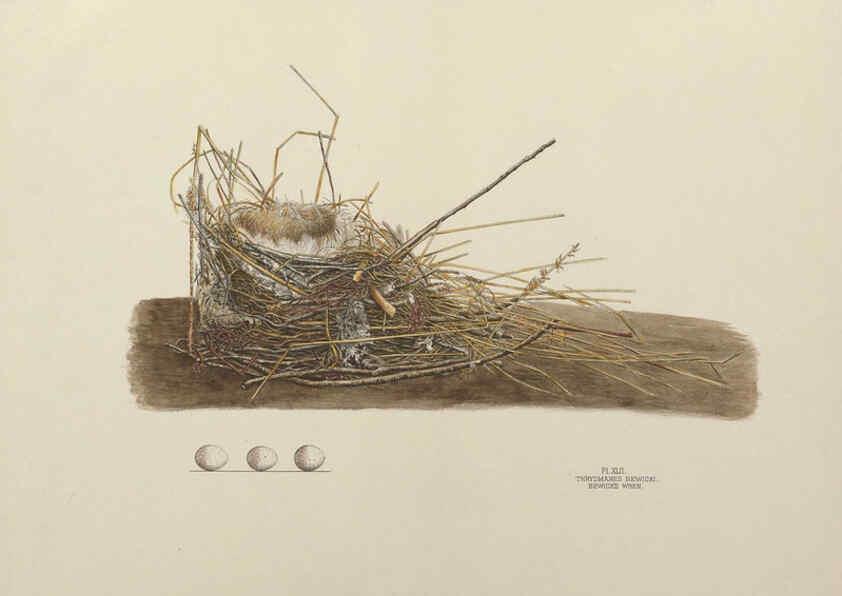 Reproducción/Reproduction 6056090022: Illustrations of the nests and eggs of birds of Ohio. v.1. Circleville, Ohio, U.S.A. :[s.n.],1886 