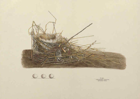 Reproducción/Reproduction 6056090022: Illustrations of the nests and eggs of birds of Ohio. v.1. Circleville, Ohio, U.S.A. :[s.n.],1886 