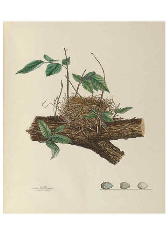 Reproducción/Reproduction 6055541167: Illustrations of the nests and eggs of birds of Ohio. v.1. Circleville, Ohio, U.S.A. :[s.n.],1886 