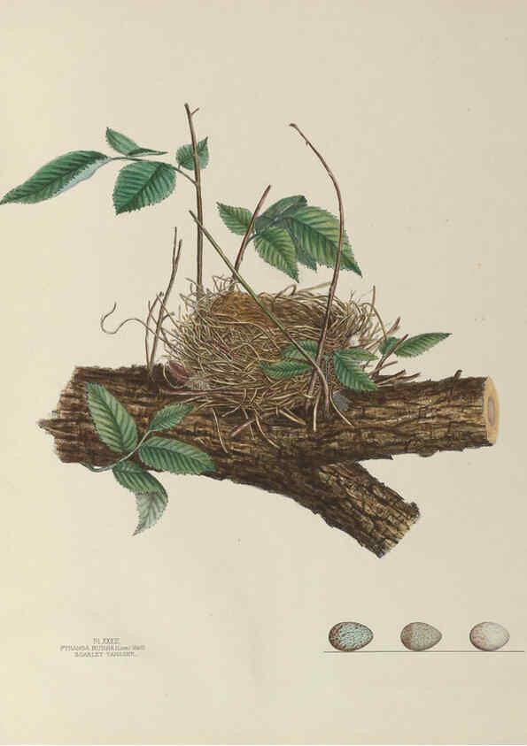 Reproducción/Reproduction 6055541167: Illustrations of the nests and eggs of birds of Ohio. v.1. Circleville, Ohio, U.S.A. :[s.n.],1886 