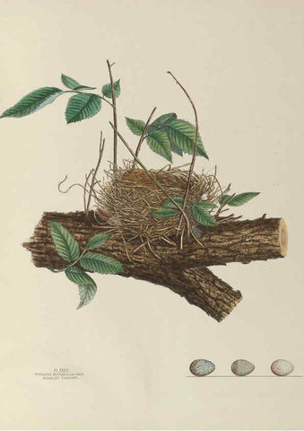 Reproducción/Reproduction 6055541167: Illustrations of the nests and eggs of birds of Ohio. v.1. Circleville, Ohio, U.S.A. :[s.n.],1886 