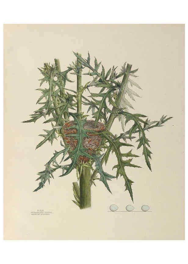 Reproducción/Reproduction 6056090192: Illustrations of the nests and eggs of birds of Ohio. v.1. Circleville, Ohio, U.S.A. :[s.n.],1886 