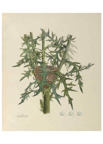 Reproducción/Reproduction 6056090192: Illustrations of the nests and eggs of birds of Ohio. v.1. Circleville, Ohio, U.S.A. :[s.n.],1886 