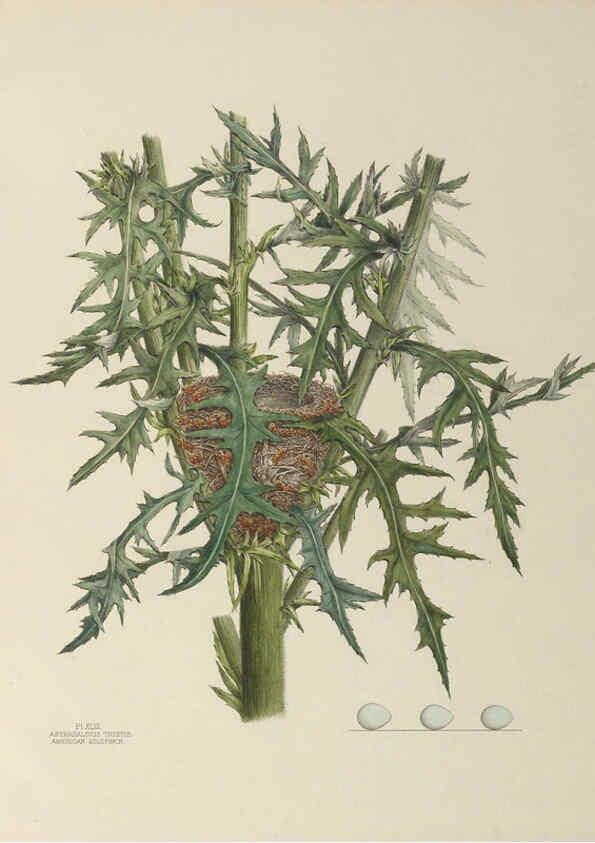 Reproducción/Reproduction 6056090192: Illustrations of the nests and eggs of birds of Ohio. v.1. Circleville, Ohio, U.S.A. :[s.n.],1886 
