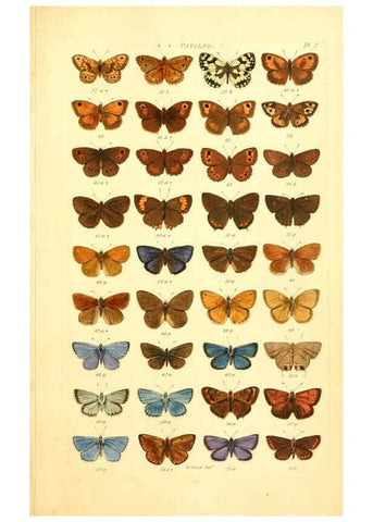 Reproducción/Reproduction 6055587573: Index entomologicus London :William Wood,1839
