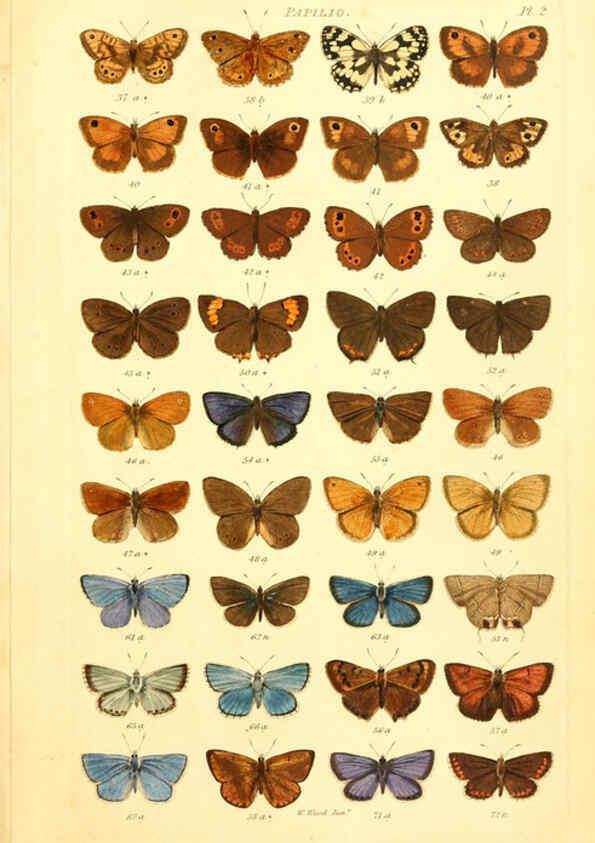 Reproducción/Reproduction 6055587573: Index entomologicus London :William Wood,1839