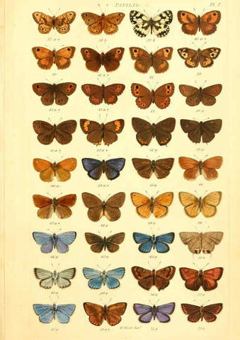 Reproducción/Reproduction 6055587573: Index entomologicus London :William Wood,1839