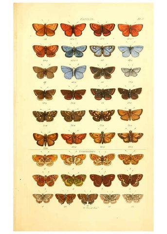 Reproducción/Reproduction 6056134212: Index entomologicus London :William Wood,1839