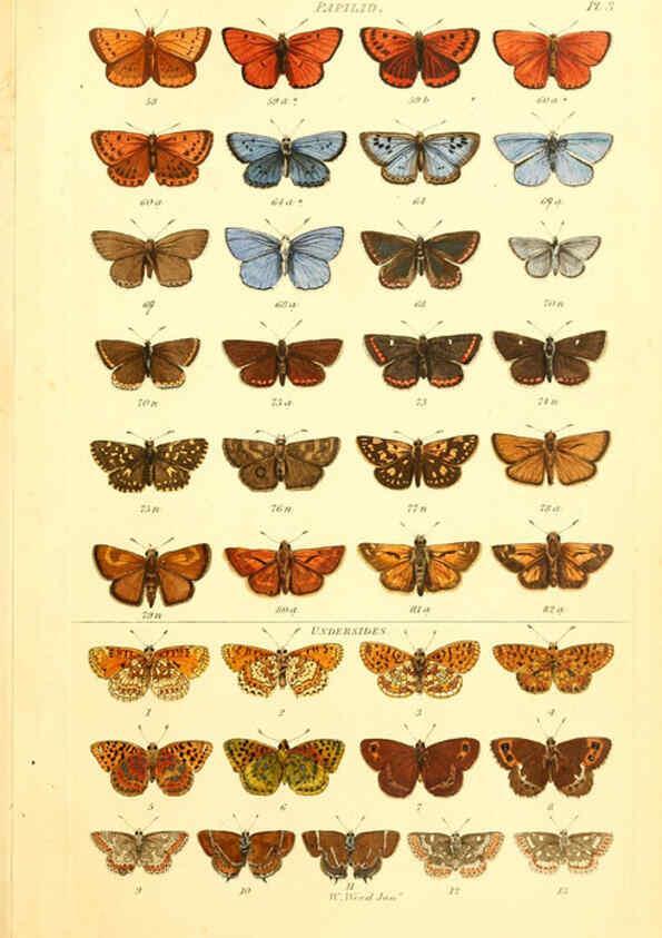 Reproducción/Reproduction 6056134212: Index entomologicus London :William Wood,1839