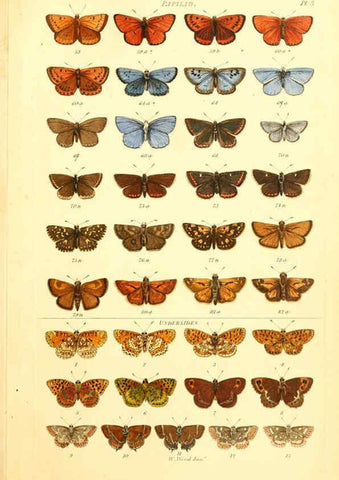 Reproducción/Reproduction 6056134212: Index entomologicus London :William Wood,1839