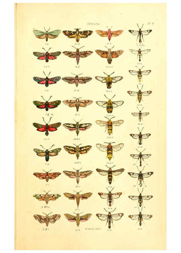 Reproducción/Reproduction 6055588161: Index entomologicus London :William Wood,1839