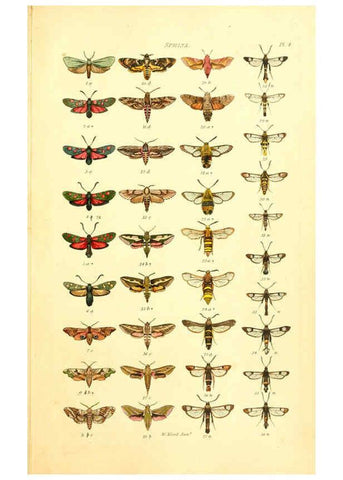 Reproducción/Reproduction 6055588161: Index entomologicus London :William Wood,1839
