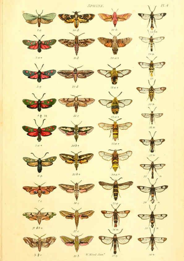 Reproducción/Reproduction 6055588161: Index entomologicus London :William Wood,1839