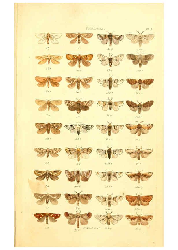 Reproducción/Reproduction 6055588437: Index entomologicus London :William Wood,1839