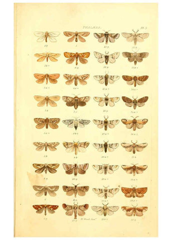 Reproducción/Reproduction 6055588437: Index entomologicus London :William Wood,1839